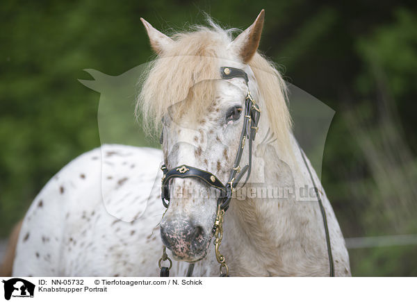 Knabstrupper Portrait / Knabstrupper Portrait / NN-05732