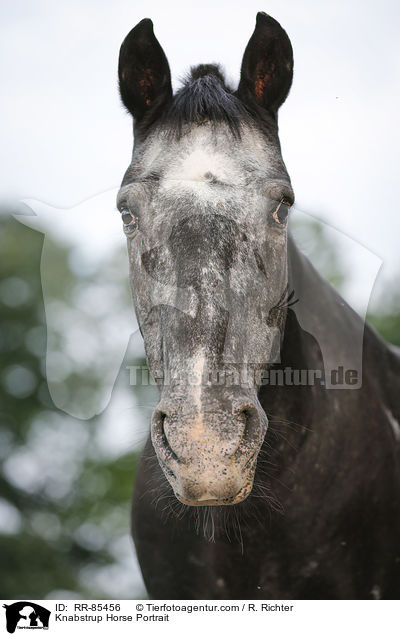 Knabstrupper Portrait / Knabstrup Horse Portrait / RR-85456