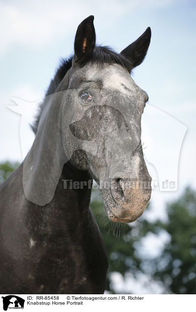 Knabstrup Horse Portrait / RR-85458