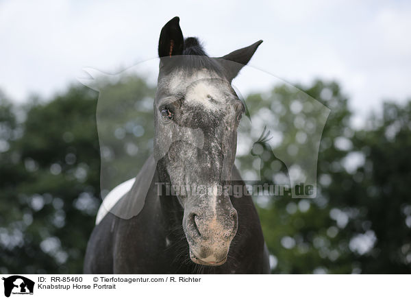 Knabstrup Horse Portrait / RR-85460