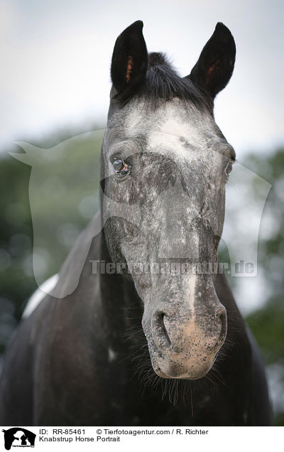 Knabstrupper Portrait / Knabstrup Horse Portrait / RR-85461