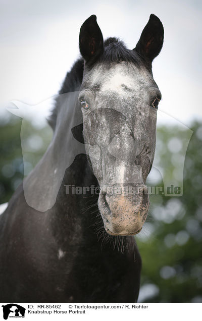 Knabstrup Horse Portrait / RR-85462