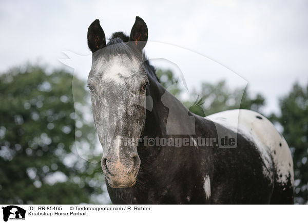 Knabstrup Horse Portrait / RR-85465