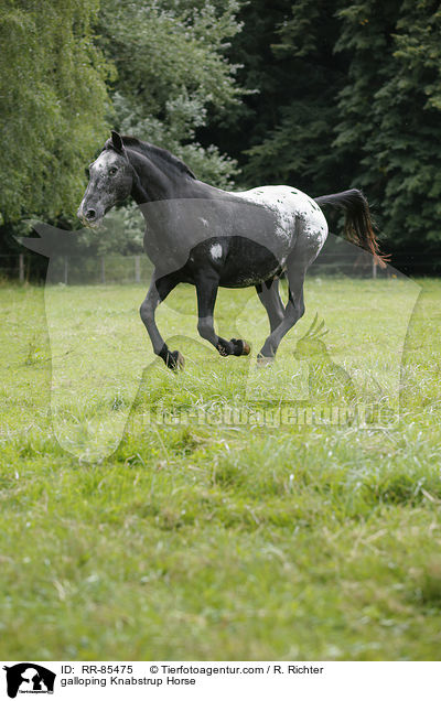 galloping Knabstrup Horse / RR-85475