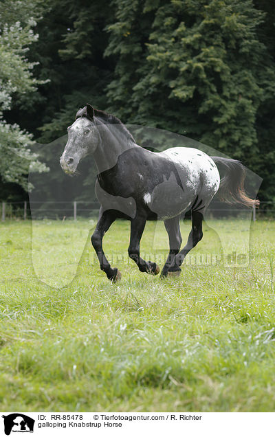 galoppierender Knabstrupper / galloping Knabstrup Horse / RR-85478