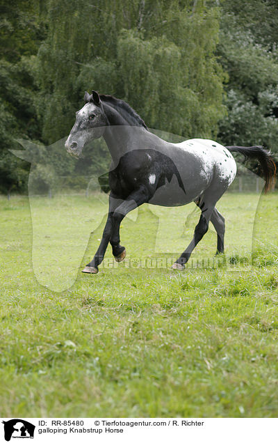 galoppierender Knabstrupper / galloping Knabstrup Horse / RR-85480