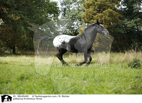 galloping Knabstrup Horse / RR-85485
