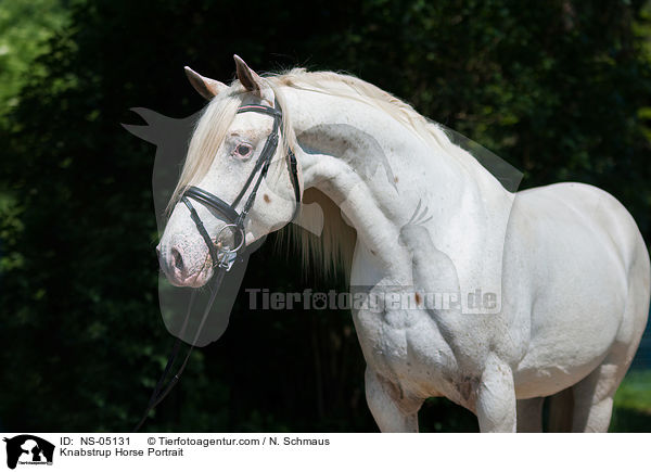 Knabstrupper Portrait / Knabstrup Horse Portrait / NS-05131