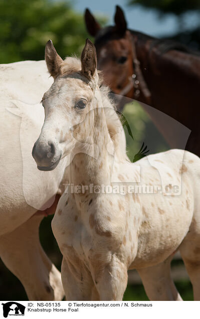 Knabstrupper Fohlen / Knabstrup Horse Foal / NS-05135