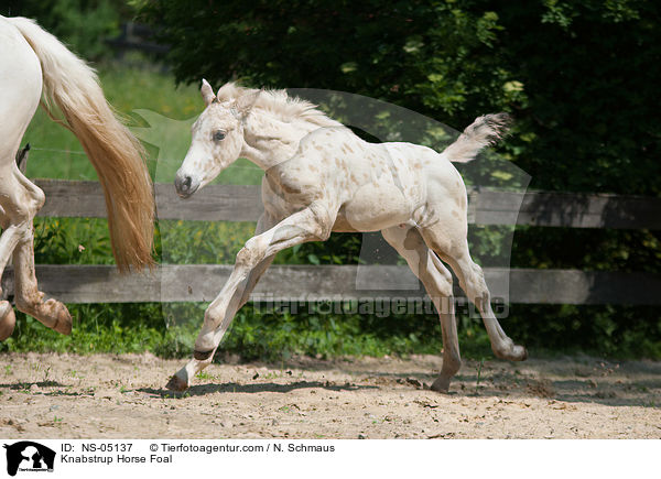 Knabstrup Horse Foal / NS-05137