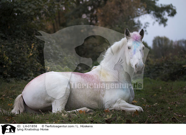 liegender Knabstrupper / lying Knabstrup Horse / LH-01858