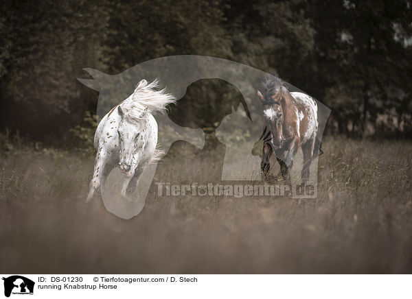 rennende Knabstrupper / running Knabstrup Horse / DS-01230