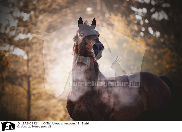 Knabstrupper Portrait / Knabstrup Horse portrait / SAS-01121