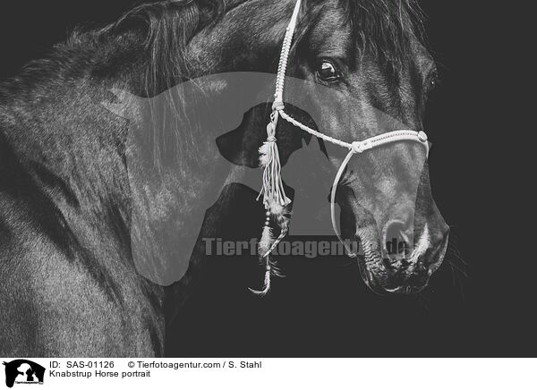 Knabstrupper Portrait / Knabstrup Horse portrait / SAS-01126