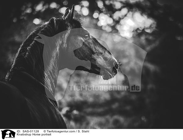 Knabstrupper Portrait / Knabstrup Horse portrait / SAS-01128