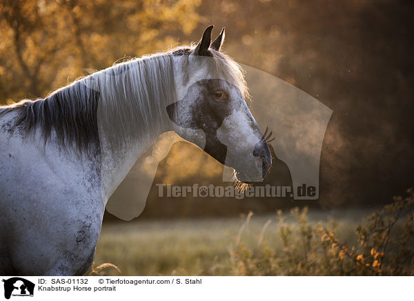 Knabstrupper Portrait / Knabstrup Horse portrait / SAS-01132