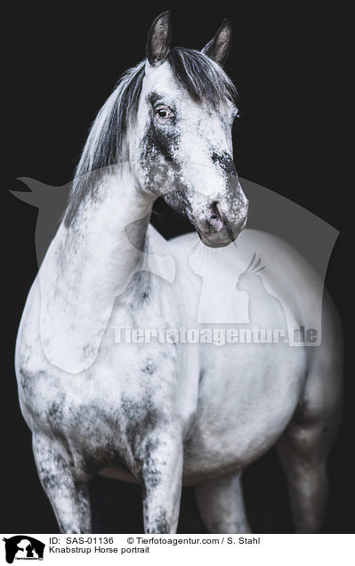 Knabstrupper Portrait / Knabstrup Horse portrait / SAS-01136