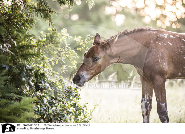 stehender Knabstrupper / standing Knabstrup Horse / SAS-01301