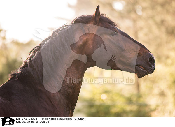 Knabstrup Horse portrait / SAS-01304