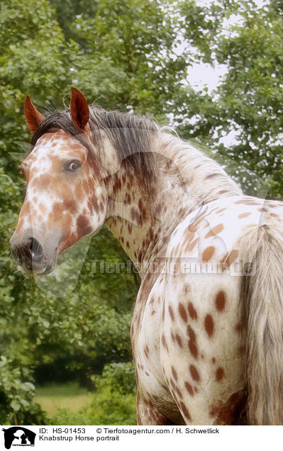Knabstrup Horse portrait / HS-01453