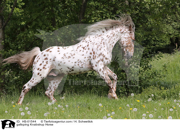 galoppierender Knabstrupper / galloping Knabstrup Horse / HS-01544