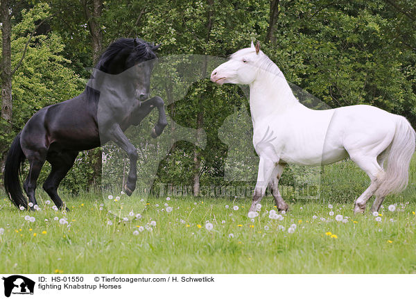 fighting Knabstrup Horses / HS-01550