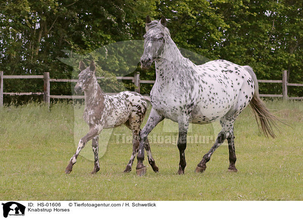 Knabstrupper / Knabstrup Horses / HS-01606