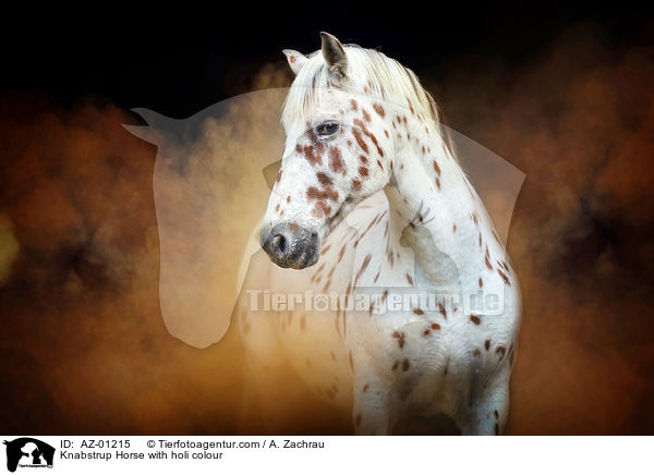 Knabstrupper mit Holi Farbe / Knabstrup Horse with holi colour / AZ-01215