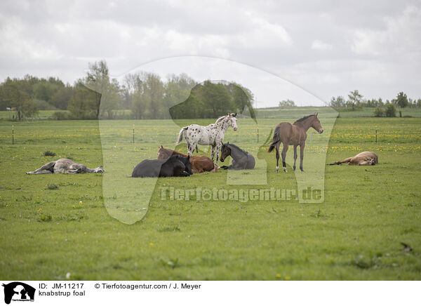 Knabstrupper Fohlen / knabstrup foal / JM-11217