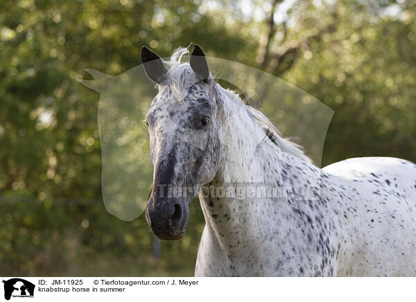 Knabstrupper im Sommer / knabstrup horse in summer / JM-11925