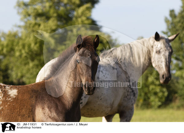 Knabstrupper / knabstrup horses / JM-11931