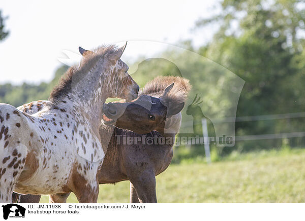 Knabstrupper Fohlen / knabstrup horse foals / JM-11938