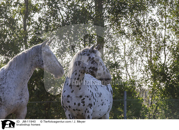 Knabstrupper / knabstrup horses / JM-11940