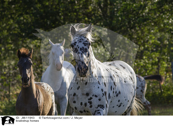 Knabstrupper / knabstrup horses / JM-11943