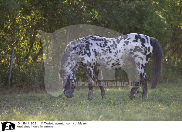 Knabstrupper im Sommer / knabstrup horse in summer / JM-11952