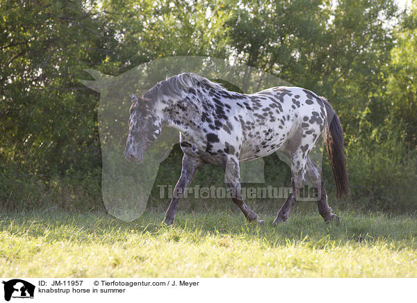 Knabstrupper im Sommer / knabstrup horse in summer / JM-11957