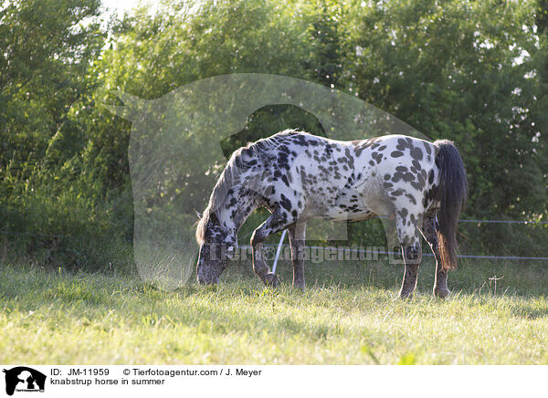 Knabstrupper im Sommer / knabstrup horse in summer / JM-11959