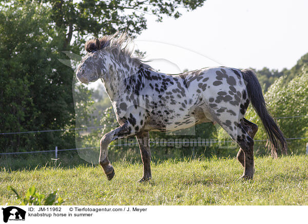 Knabstrupper im Sommer / knabstrup horse in summer / JM-11962