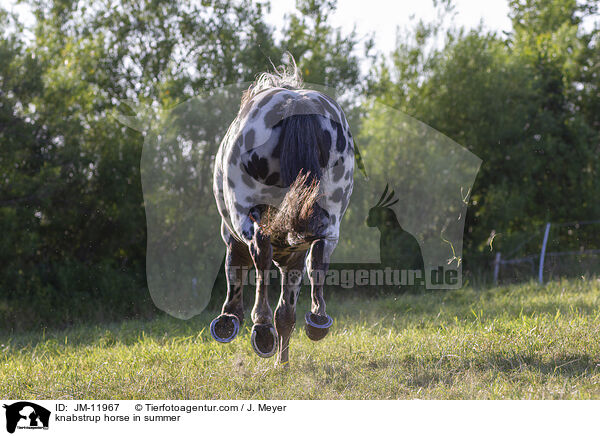 Knabstrupper im Sommer / knabstrup horse in summer / JM-11967