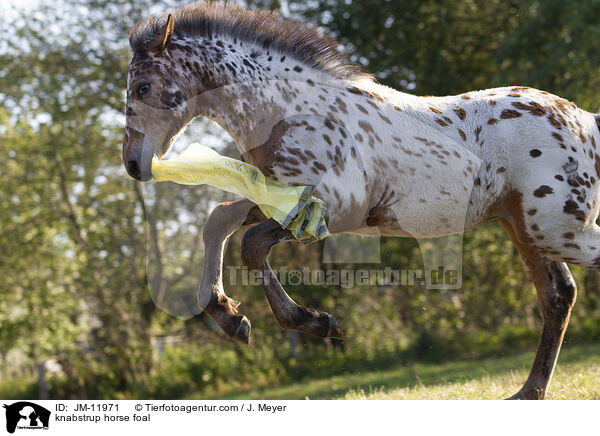 Knabstrupper Fohlen / knabstrup horse foal / JM-11971