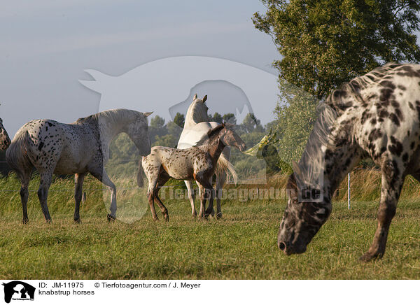 Knabstrupper / knabstrup horses / JM-11975