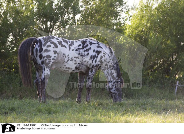 Knabstrupper im Sommer / knabstrup horse in summer / JM-11981