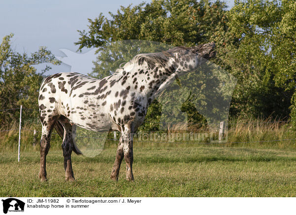 knabstrup horse in summer / JM-11982