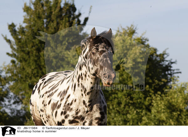 knabstrup horse in summer / JM-11984