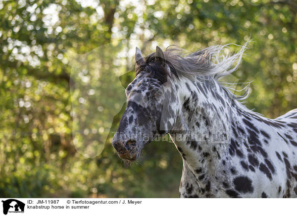 Knabstrupper im Sommer / knabstrup horse in summer / JM-11987