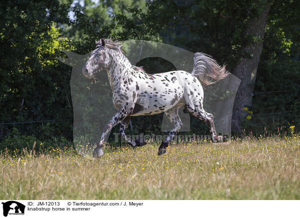 knabstrup horse in summer / JM-12013