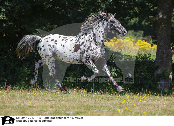 Knabstrupper im Sommer / knabstrup horse in summer / JM-12017