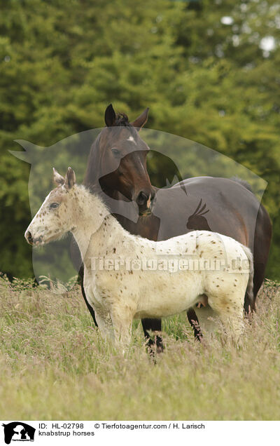 knabstrup horses / HL-02798