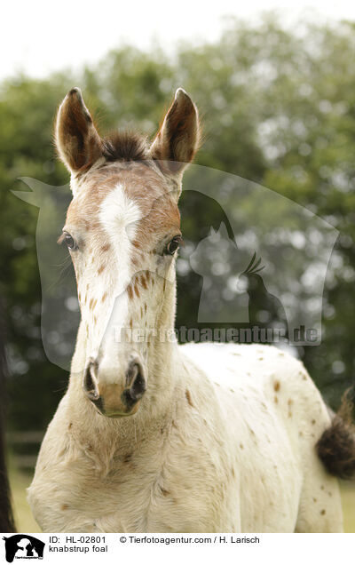 Knabstrupper Fohlen / knabstrup foal / HL-02801