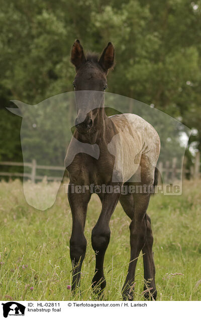 Knabstrupper Fohlen / knabstrup foal / HL-02811